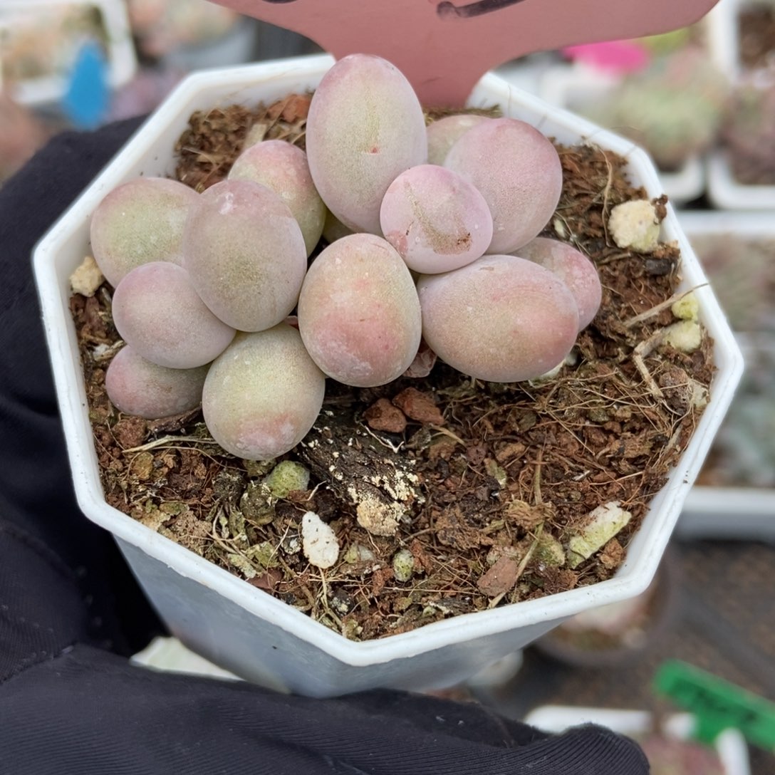 625彩虹奶酪多肉植物