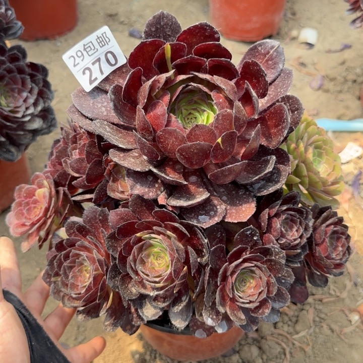 黑寡妇……多肉植物……