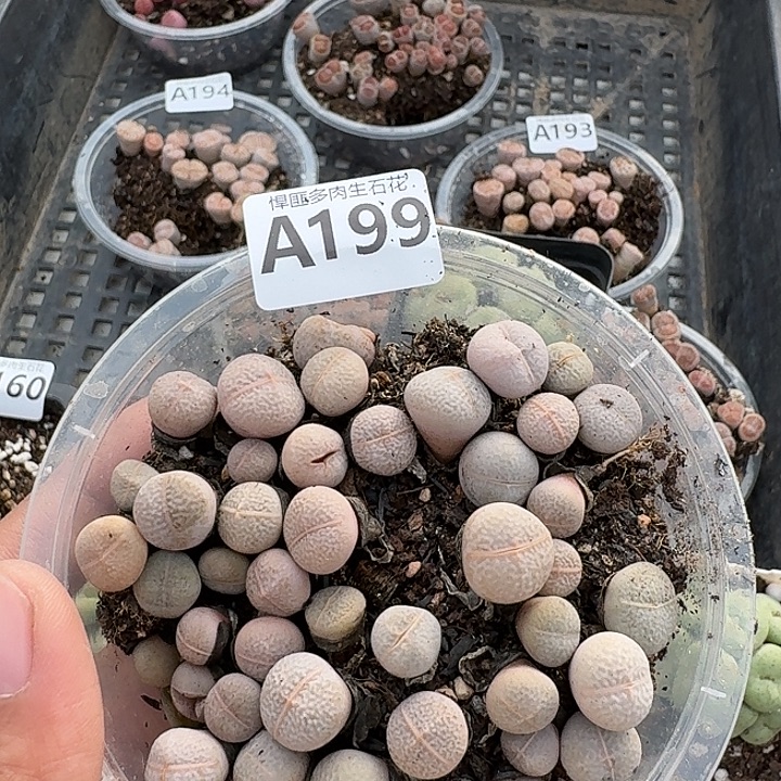 199多肉植物多肉植物