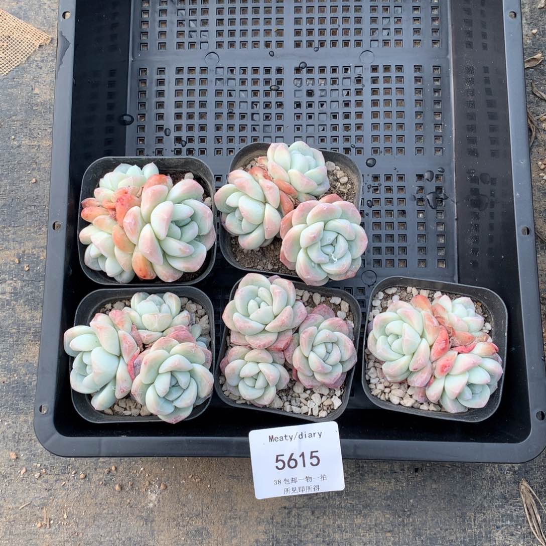 5615冰玉3头6厘米5颗一组脱土发