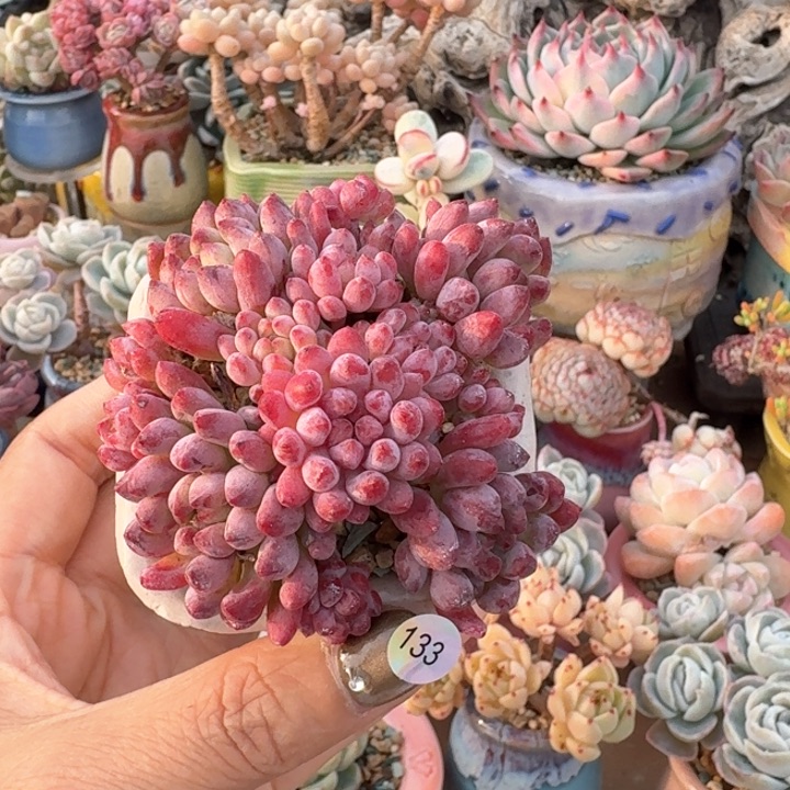 133 多肉含盆土 30元包邮 除偏远