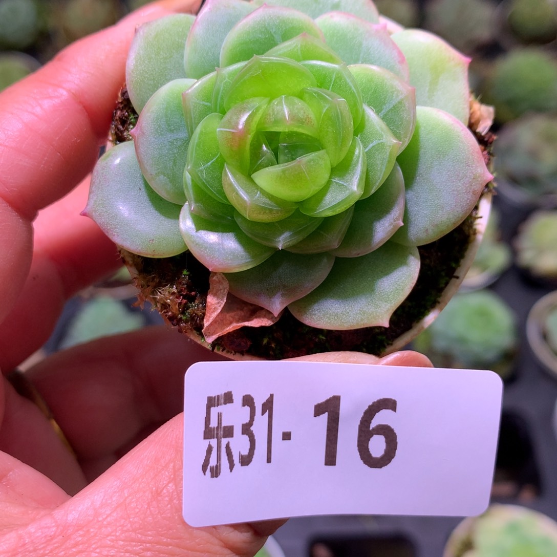 乐然31-16 珍妮新品 