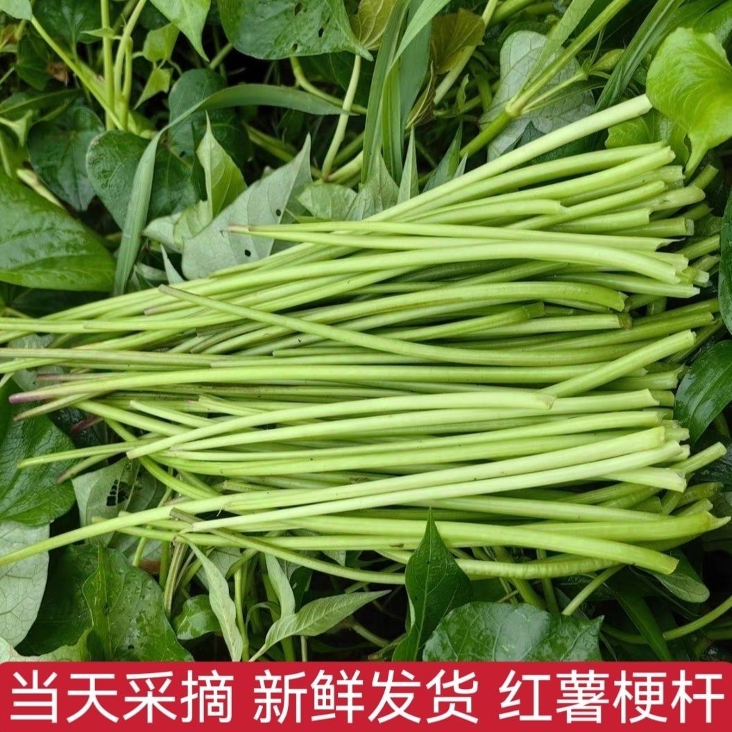 无叶红薯茎梗专吃茎梗的红薯枝条地瓜梗新鲜采摘发货清炒凉拌