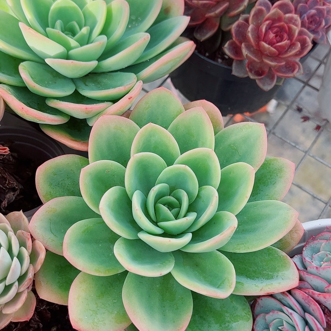 柠檬茶大单头精品特价