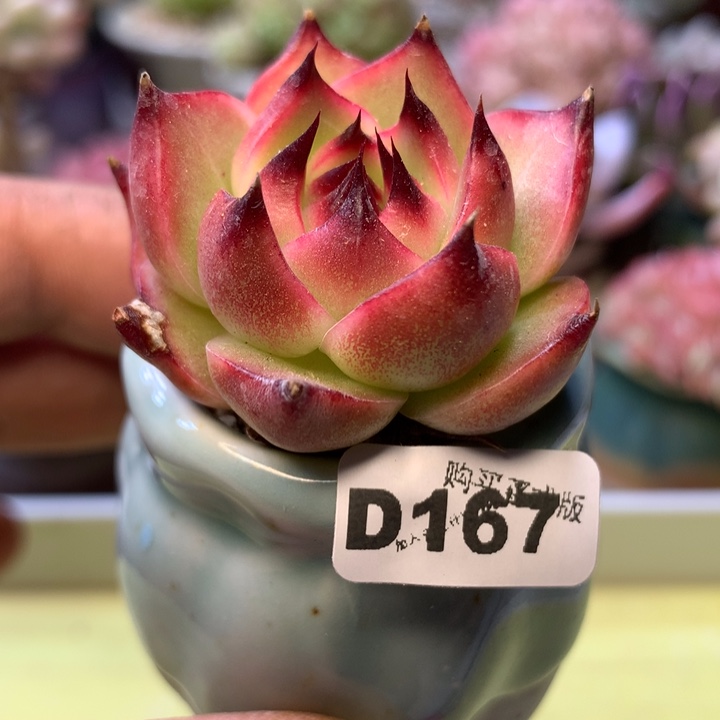 D167一物一拍带盆