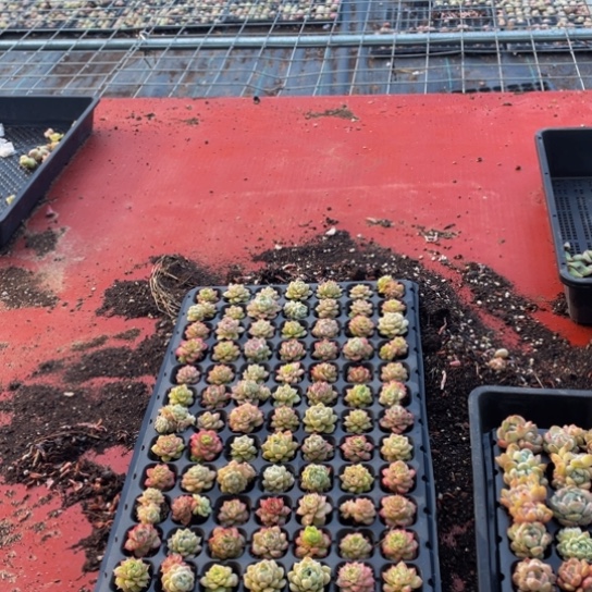 麦秆两厘米左右30颗混搭