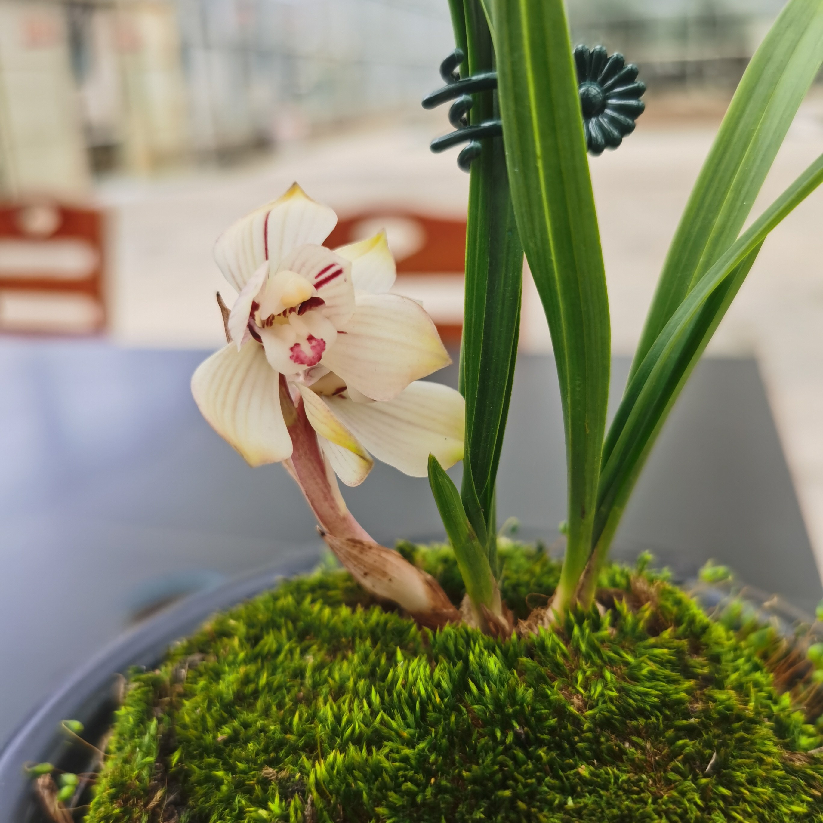 好养的兰花苗带花苞室内外盆栽绿植花卉