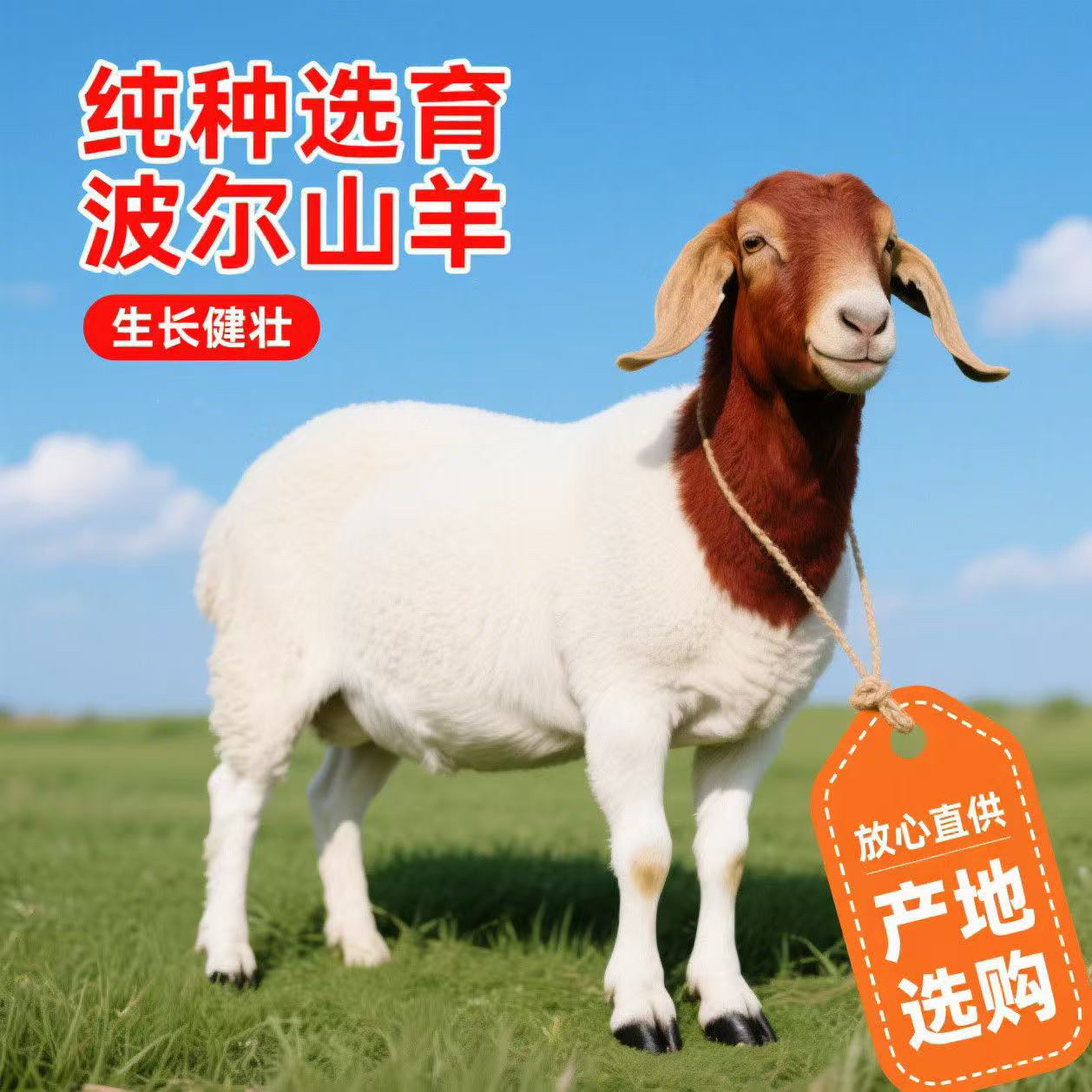 纯种波尔山羊大耳朵均重35斤+食槽+笼子