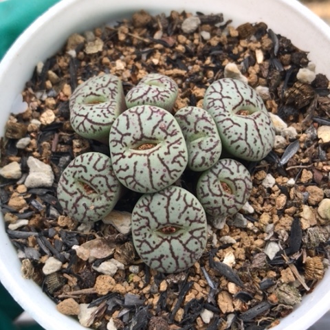 多肉肉锥 8头墨小锥