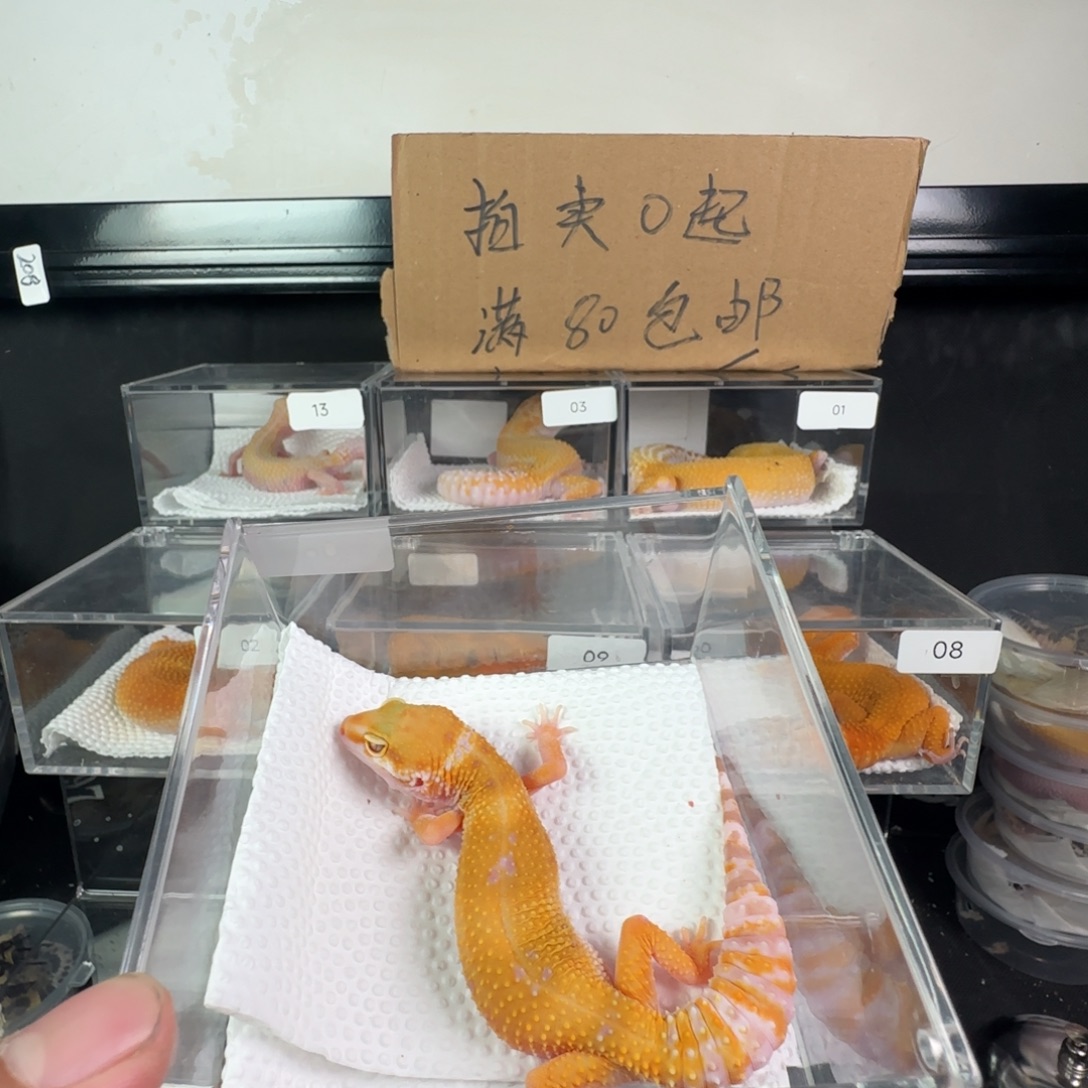 豹纹守宫川普妹妹