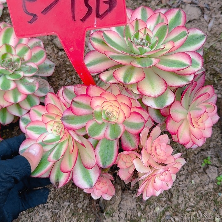 5-130荔枝多肉法师