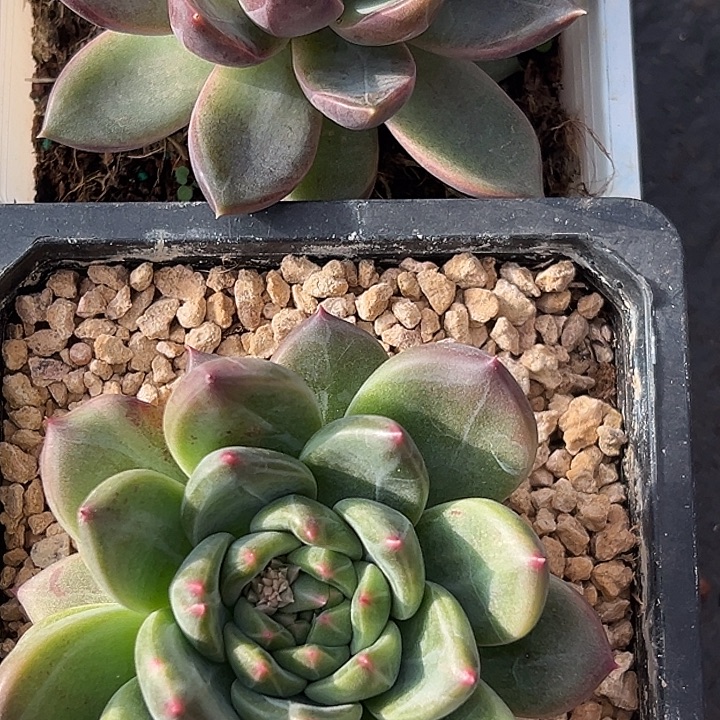 枝***风2盆一起特价多肉一物一拍