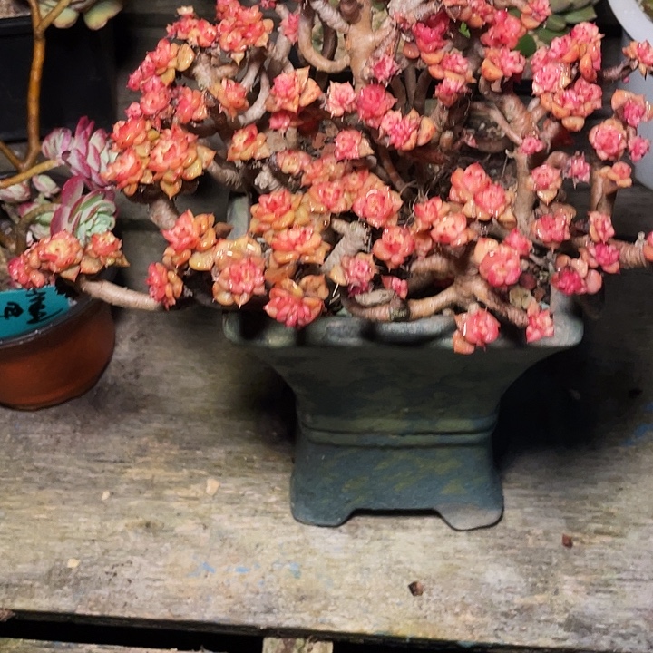 夏***4多肉植物蜡牡丹发货
