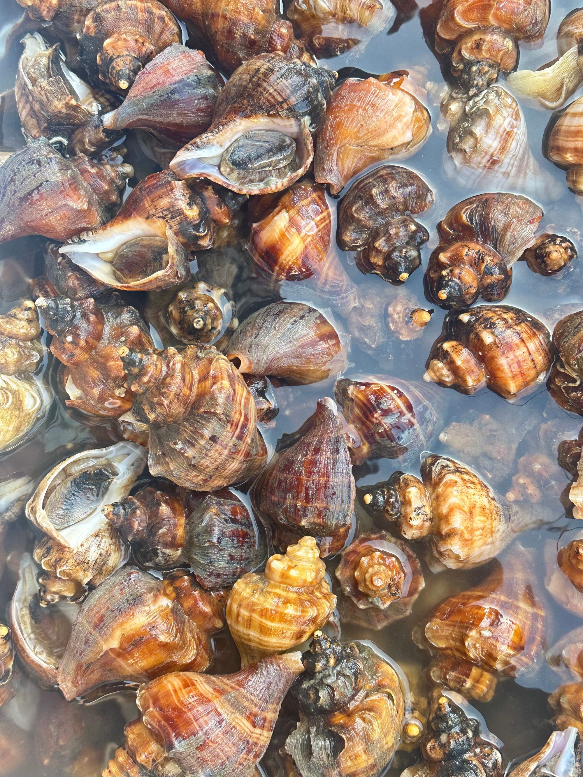 獐子岛野生薄皮鲜活海螺无沙