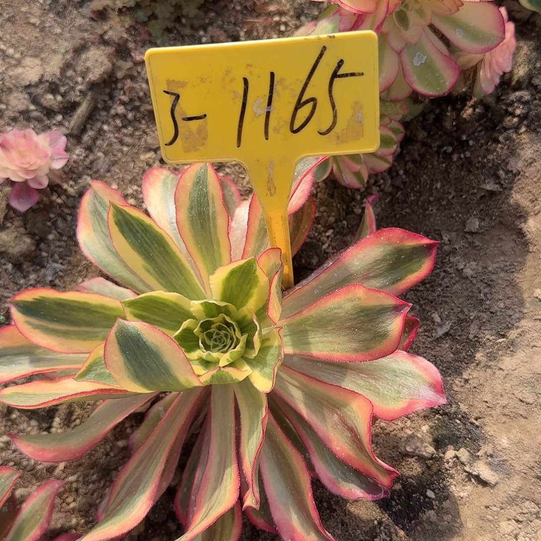 3+1165---多头多肉植物