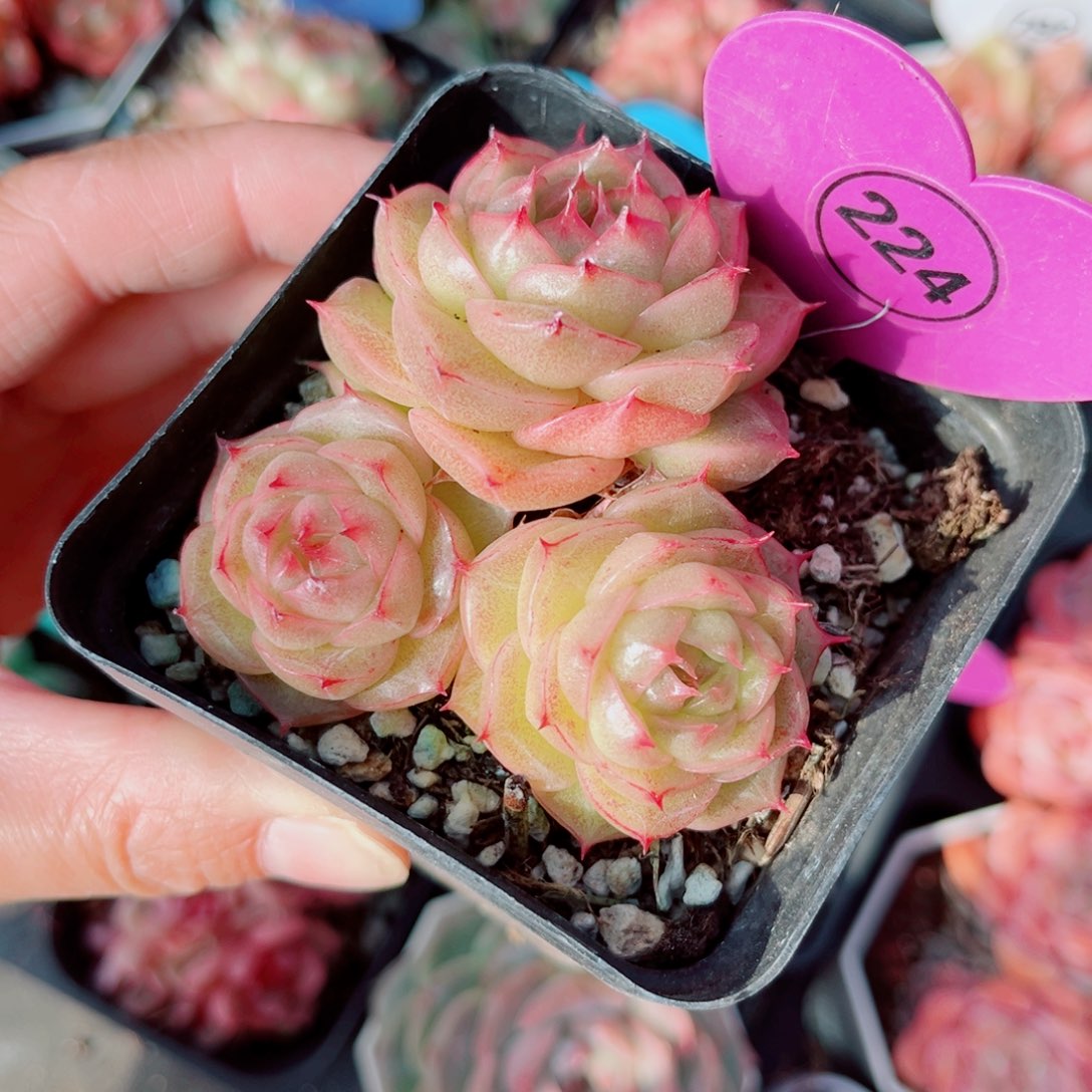 224号小老桩珍妮群