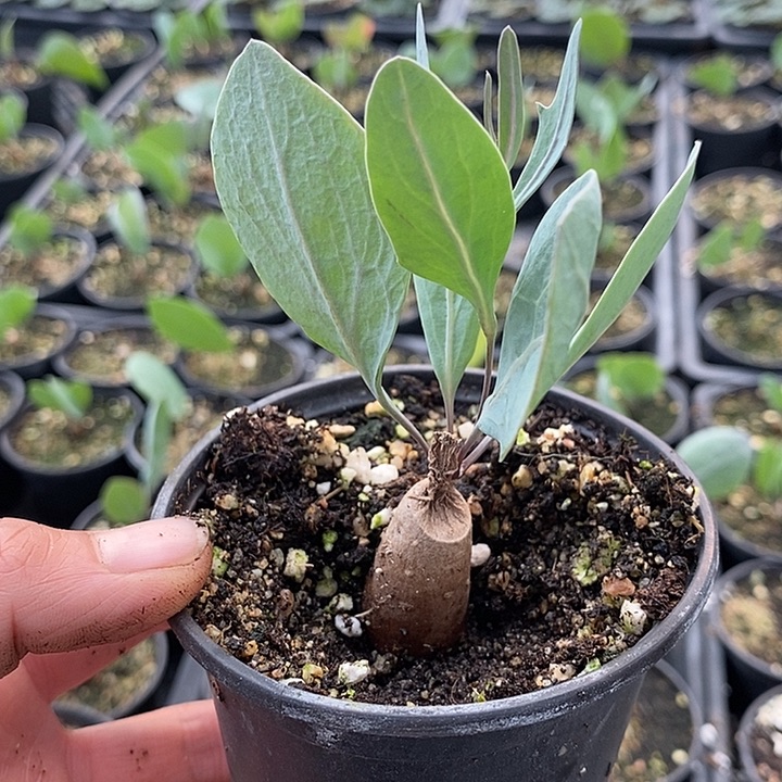832紫花厚敦菊带盆一一一一