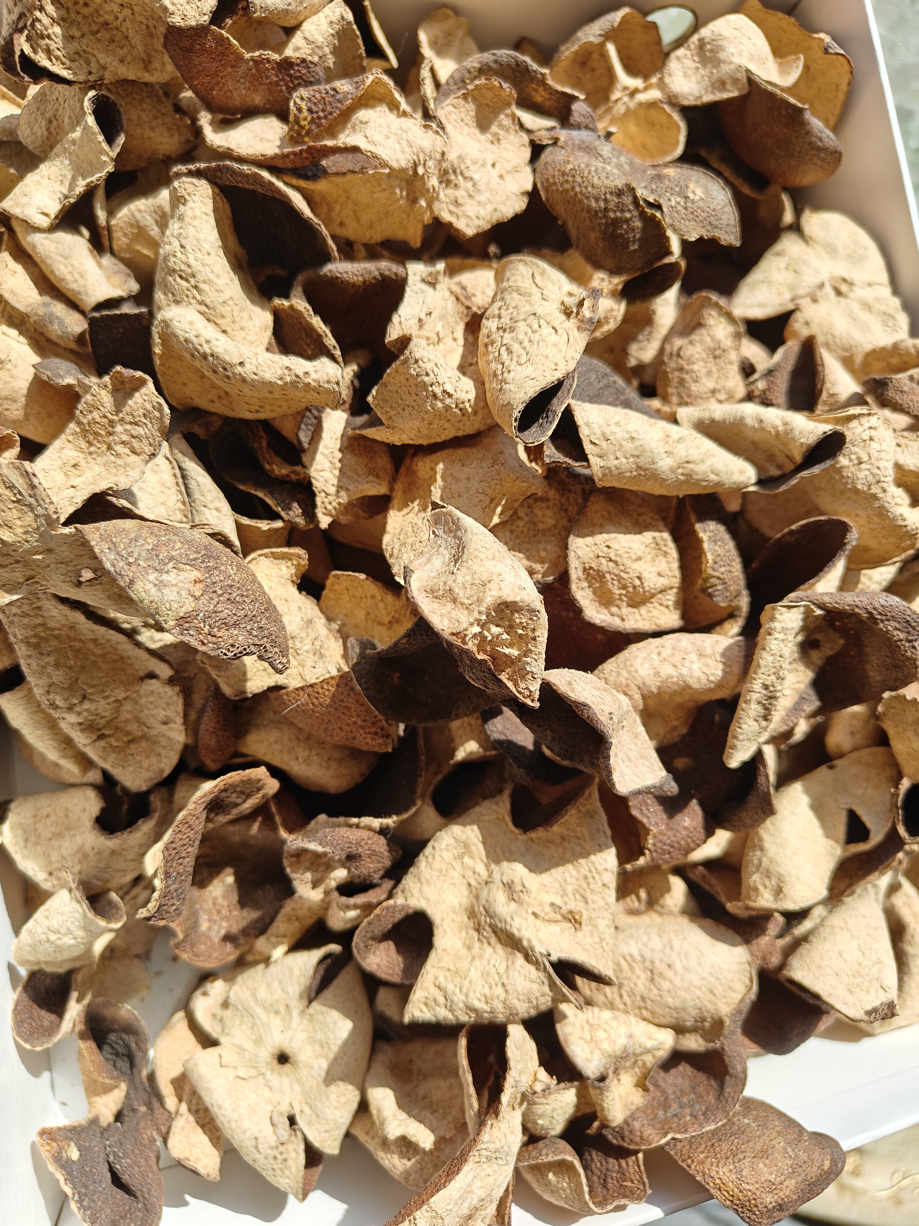 2010年茶坑老青皮