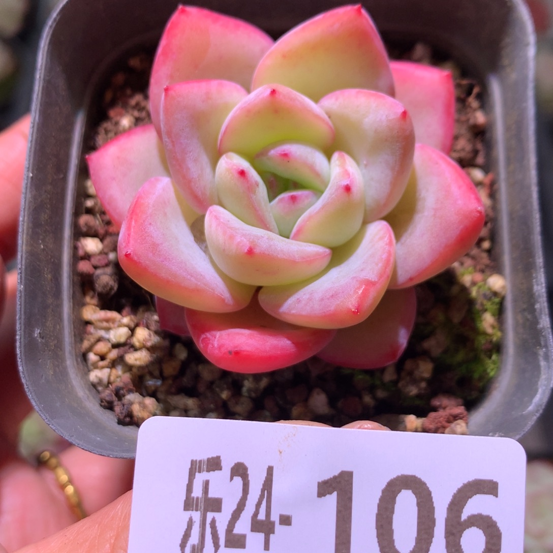 乐然24-106 草莓泡芙 