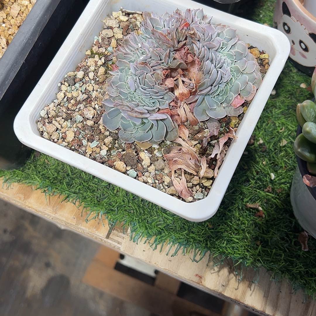 凛***兮天赐缀化多肉植物