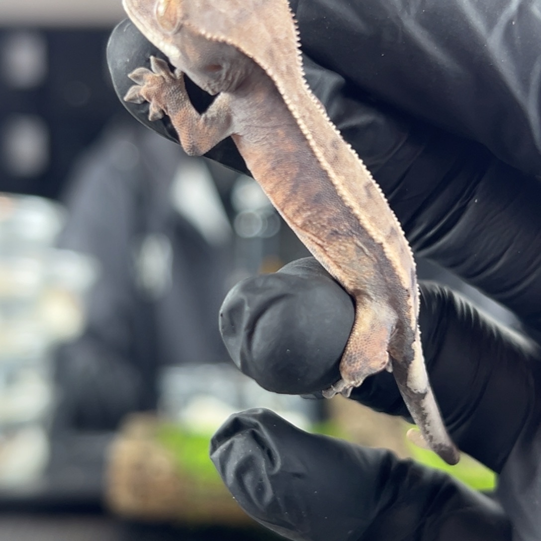 睫角守宫特价紫貂s1