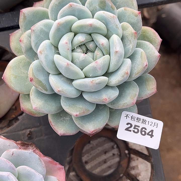 阿雅园艺。      2564