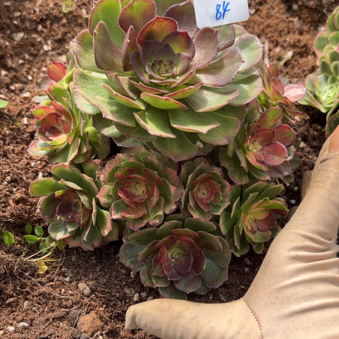 84龙鳞多肉嘻嘻嘻