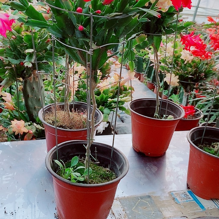 山***花无花朵叶仙嫁接一物一拍