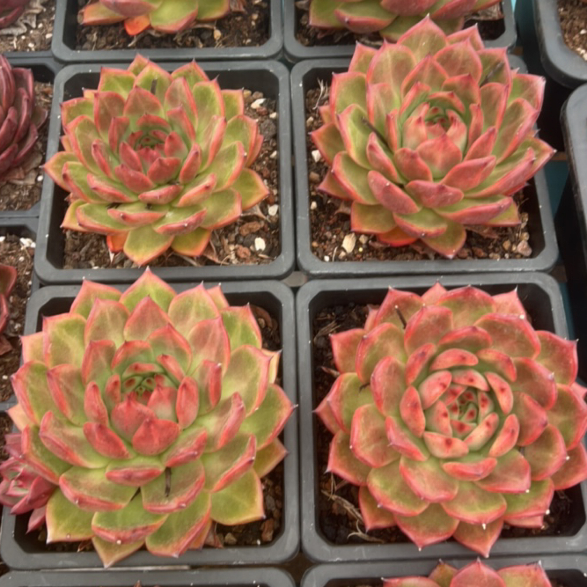 壮壮单头旺财多肉