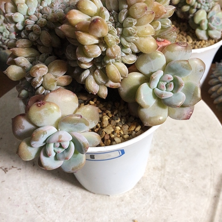 菠萝蜜专拍多肉植物