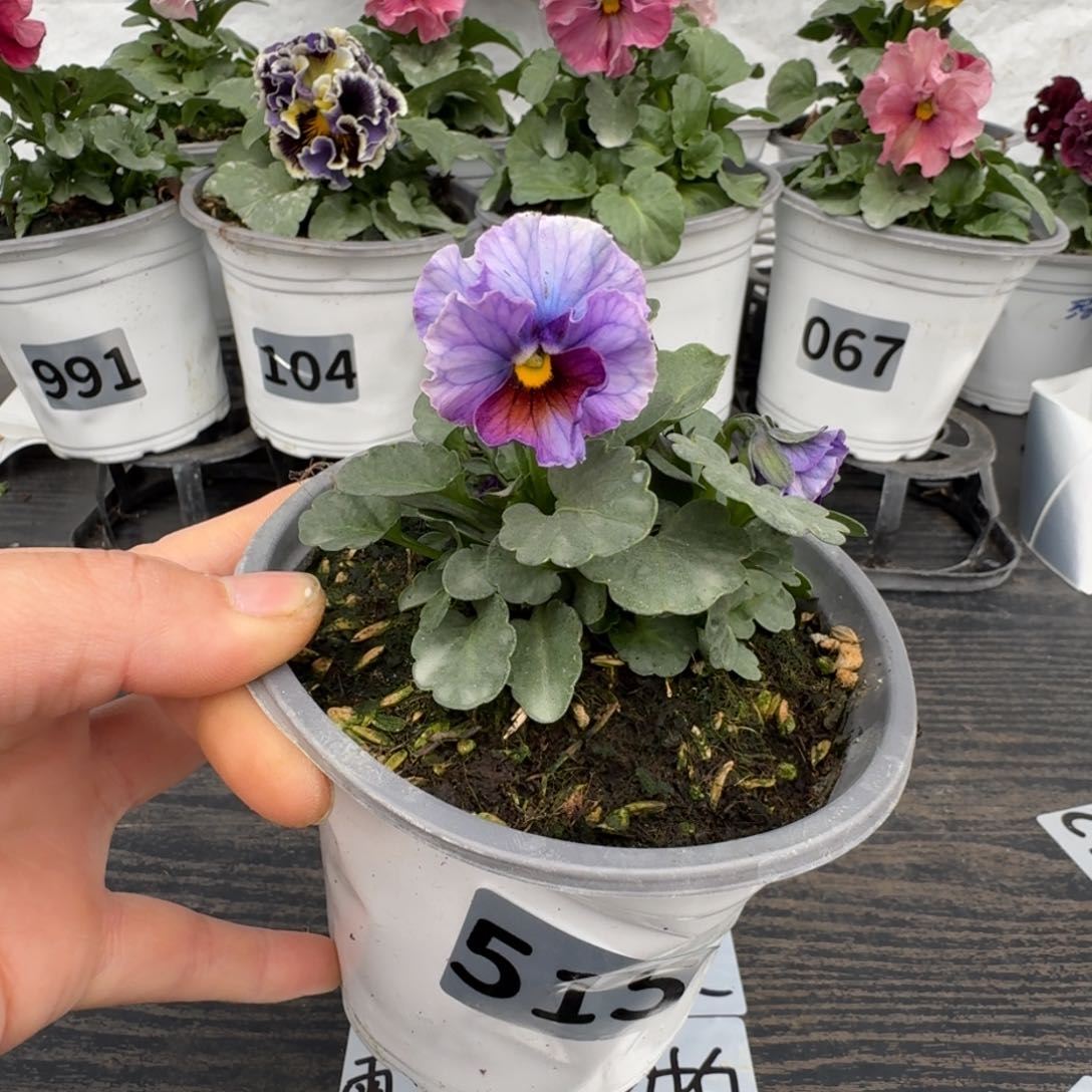 全部花朵515号江源