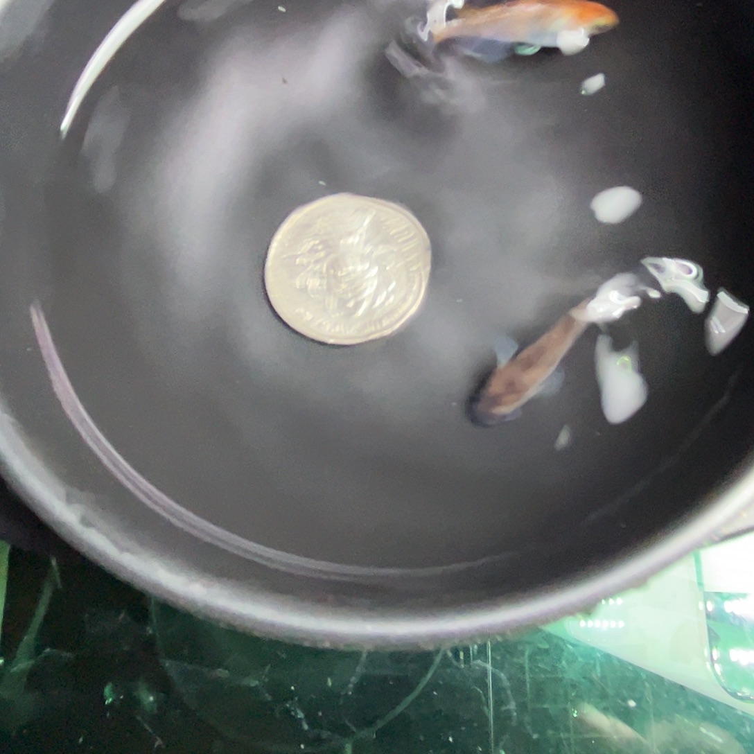 青鳉鱼和墨2条32号