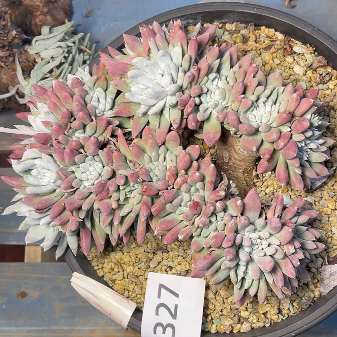 【闪购商品】法瑞杂交老庄