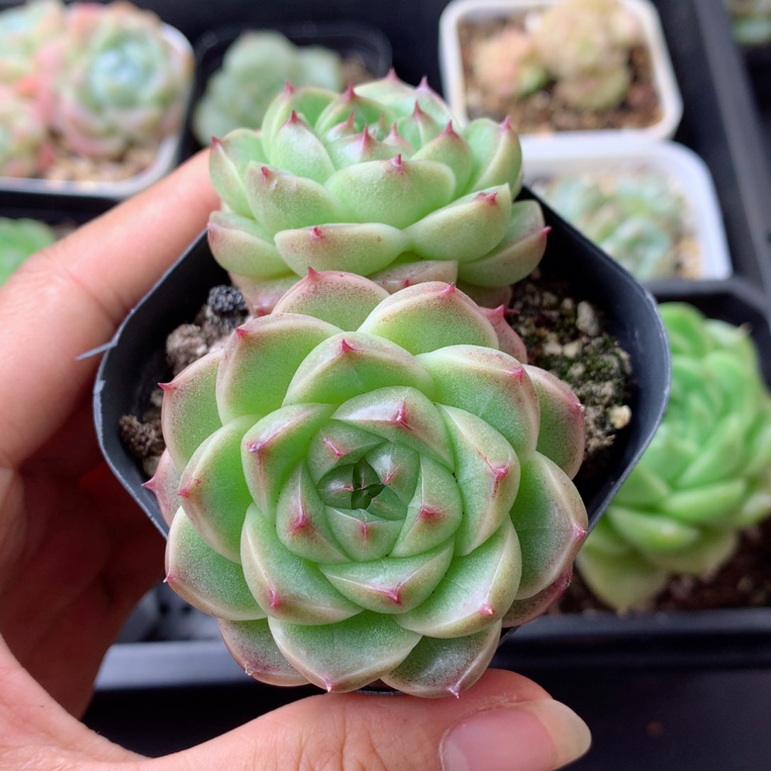 58包邮  群生不包整 14