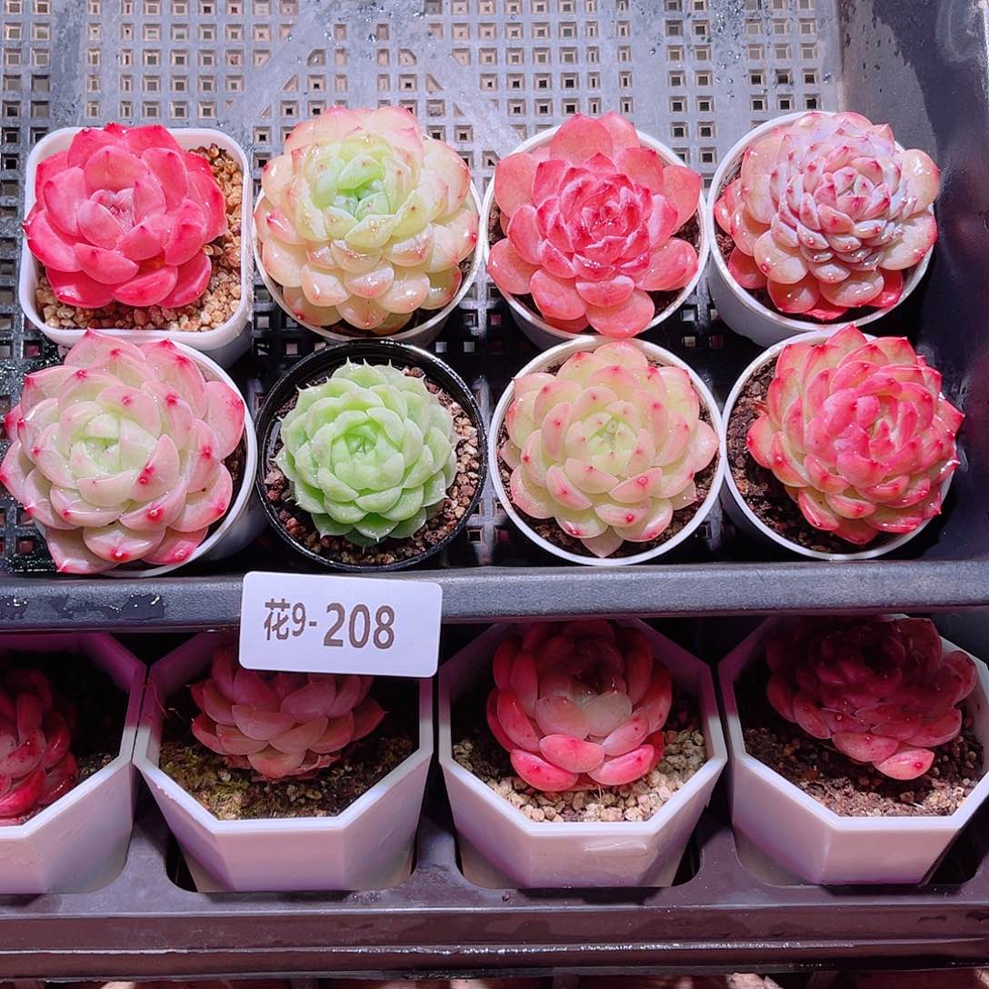 花利美9-208框拍8颗