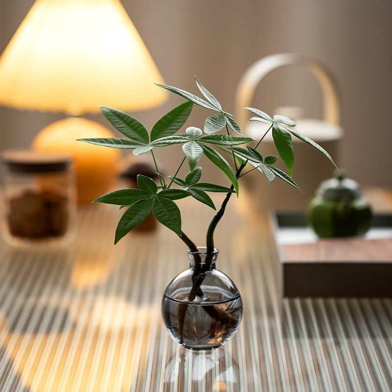 【恭喜发财】水培植物发财树办公室内客厅桌面花卉盆栽净化绿植