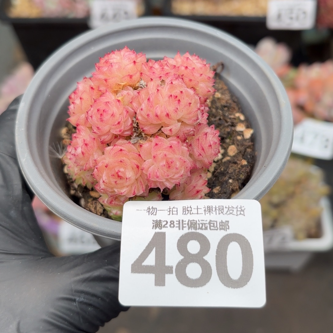 麦秆群无盆土发货