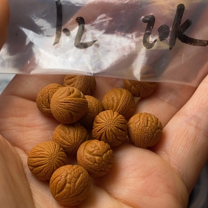 文玩核桃手串秦岭野生龙纹桃核12