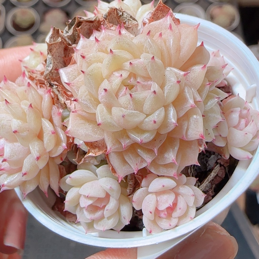 花语多肉1229-86魔仙散