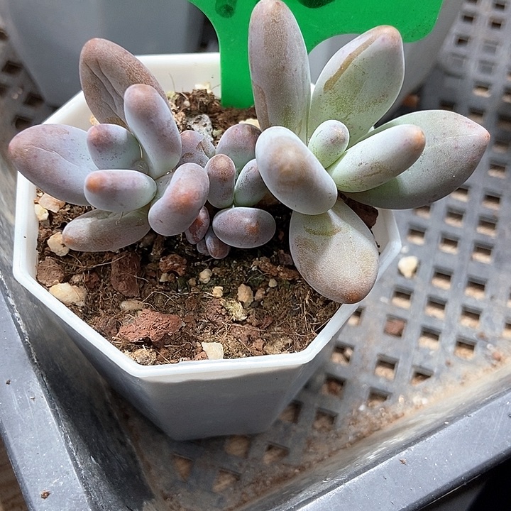多肉植物企鹅1910多肉