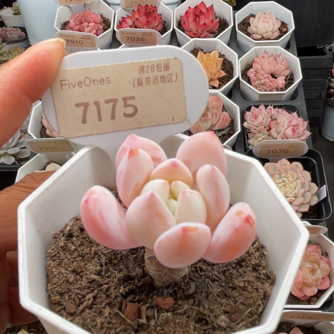 冷香7175-4.0厘米