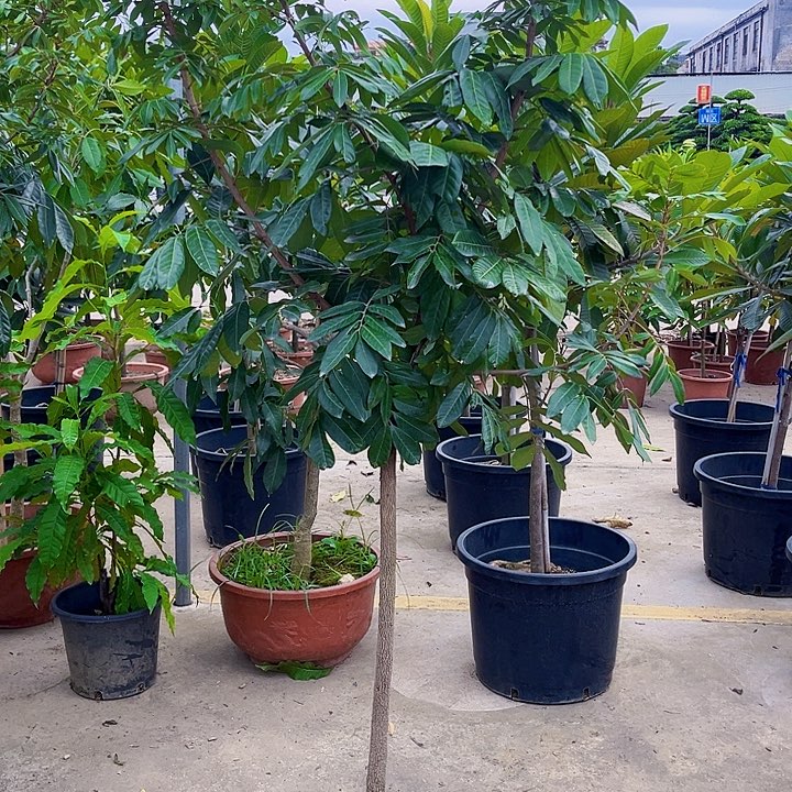 平***身你树8888888888888