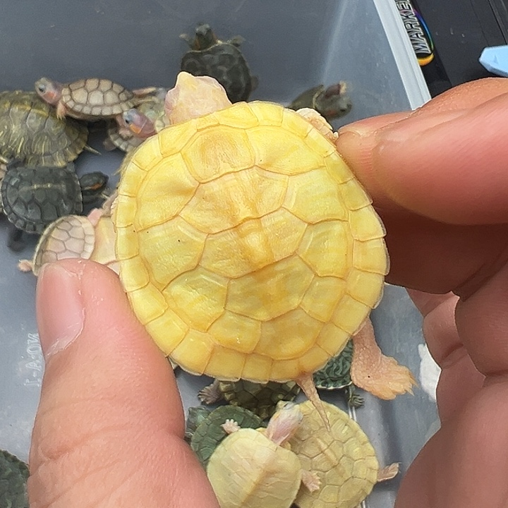 绿毛龟母白巴11111