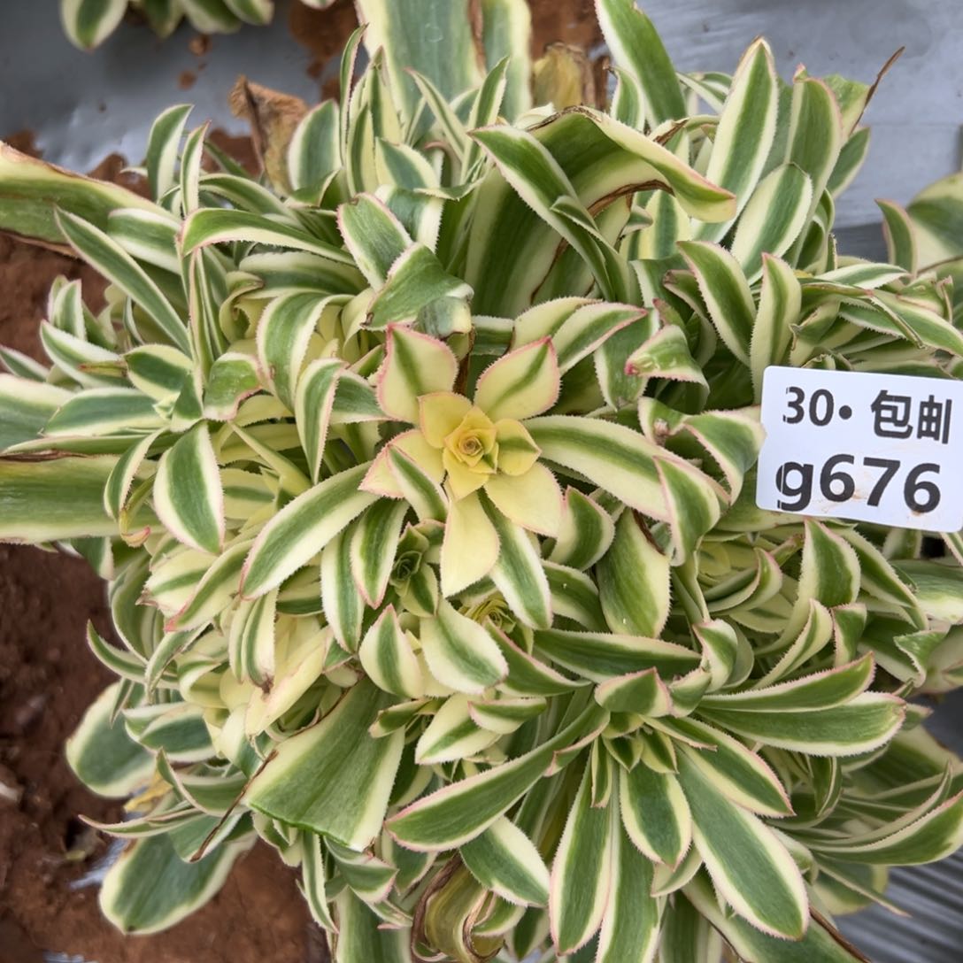 676保时捷多肉法师