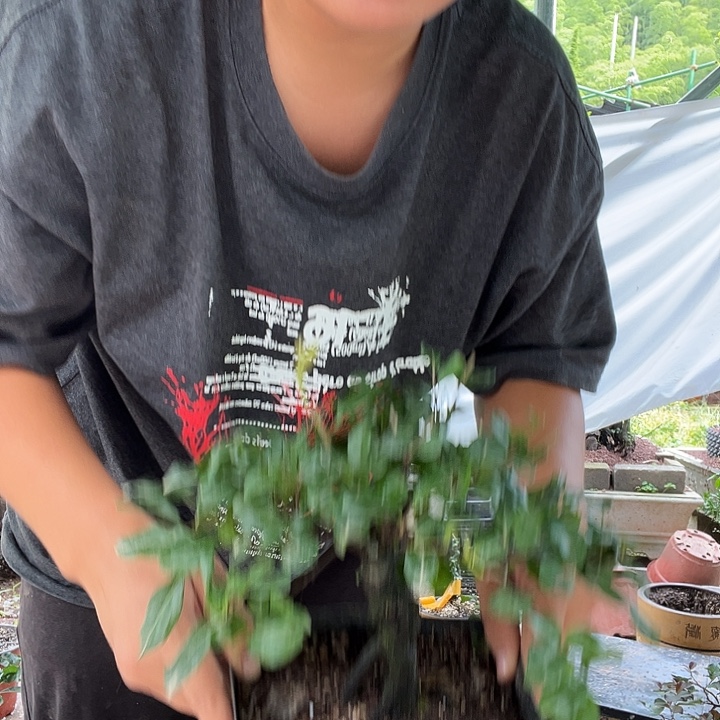 崇***影无花朵金弹子盆景系列产品