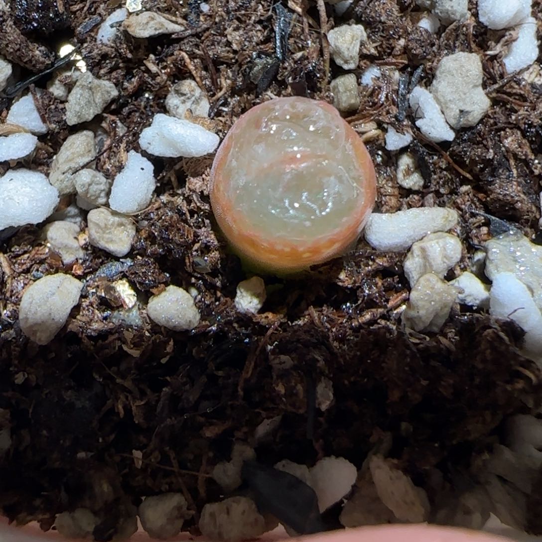 肉锥多肉植物百科-安格1492