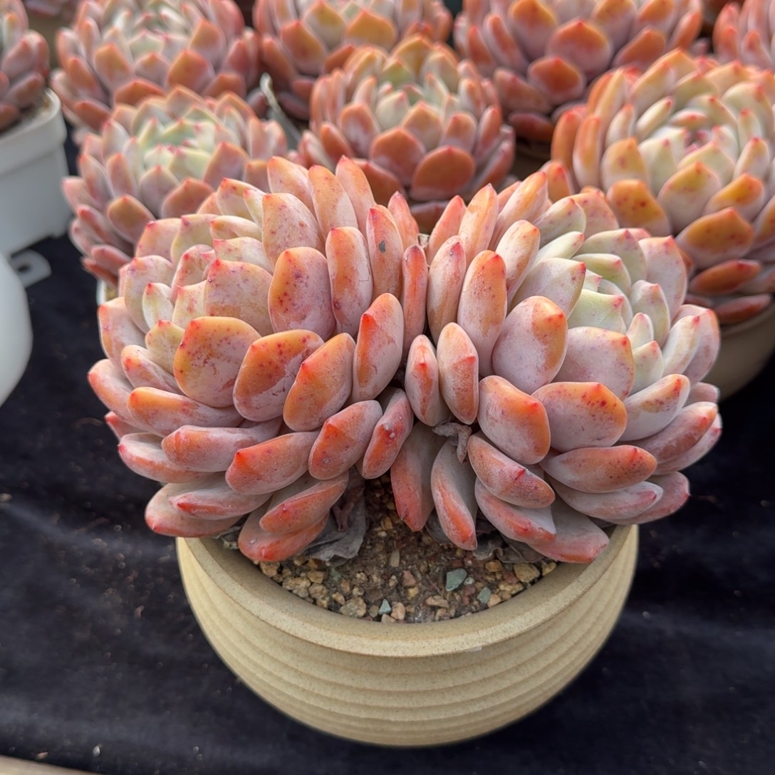 匀称大双头，冠幅16左右