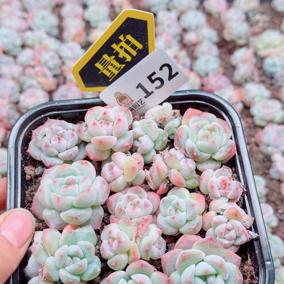 多肉植物多肉植物