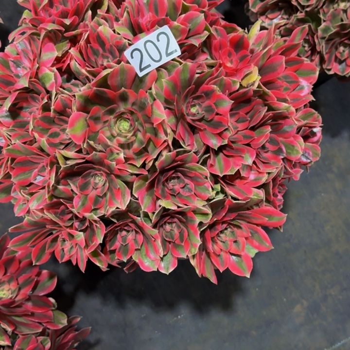 女妖20200000000000