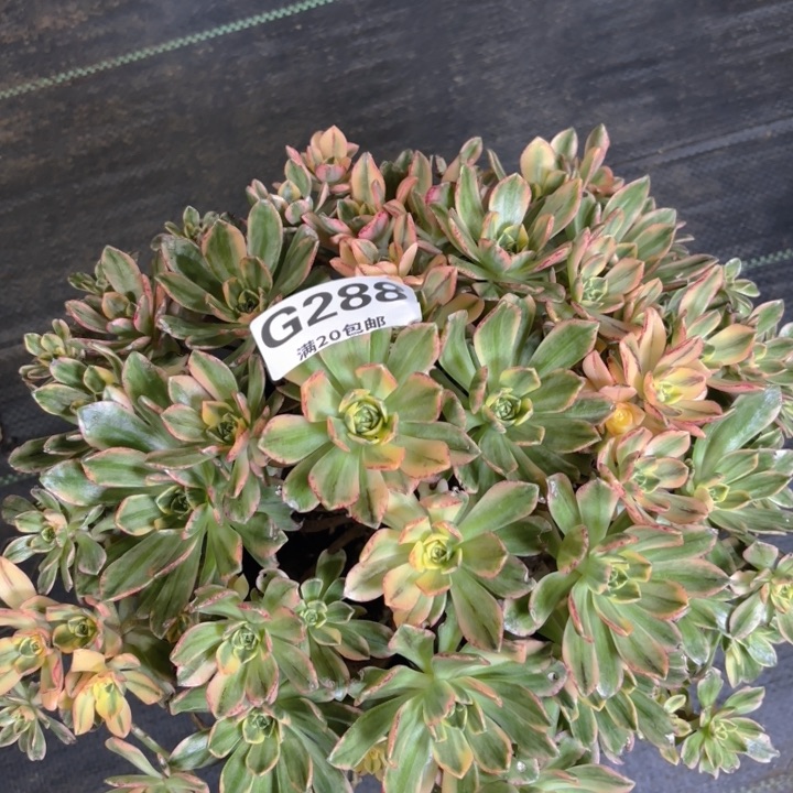 瑞妈多肉园艺288